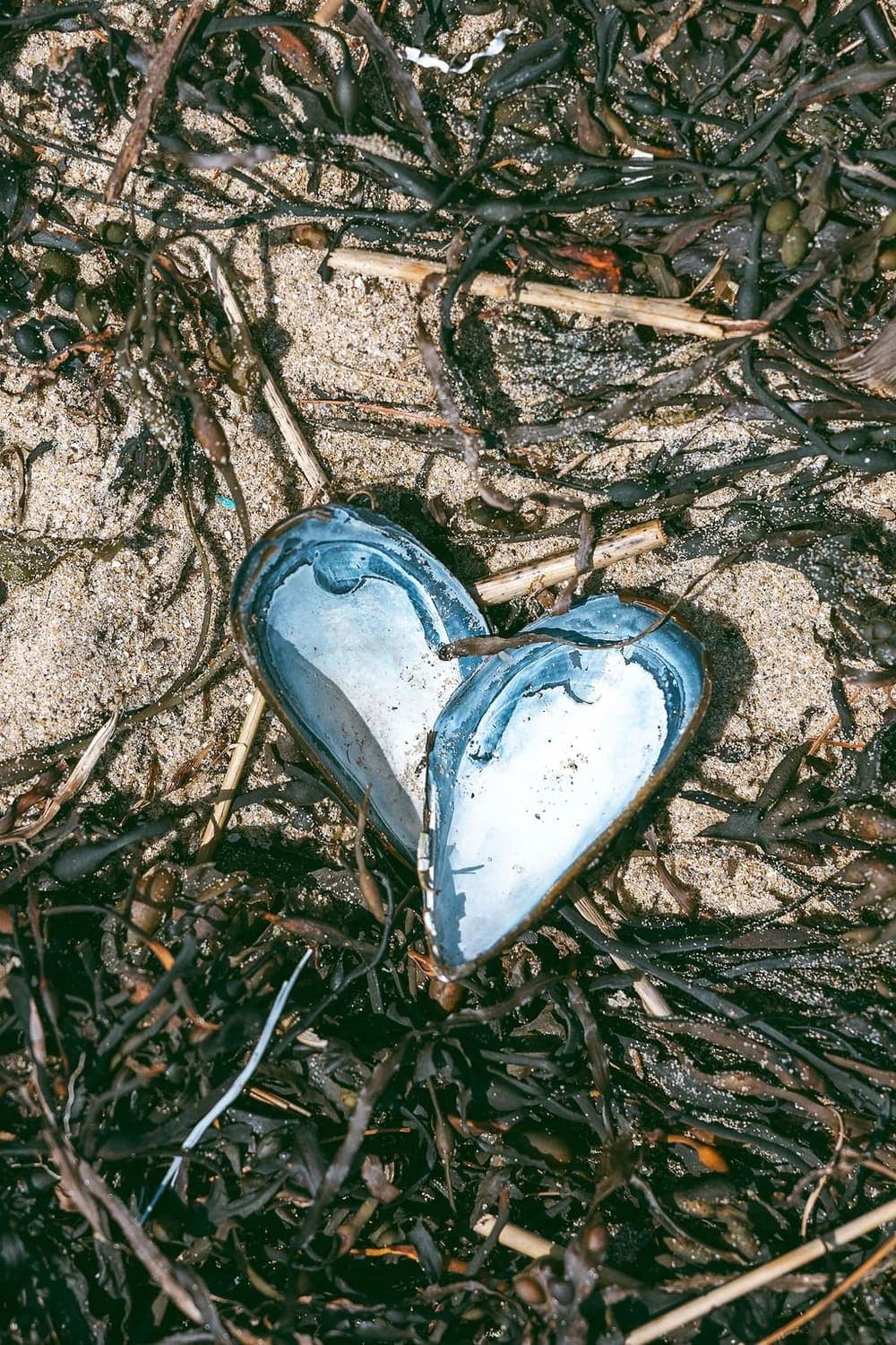 A heart-shaped seashell resting on sandy beach debris.