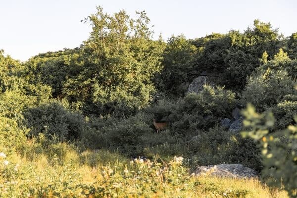 a lush section of bushes with a deer roaming through the terrain